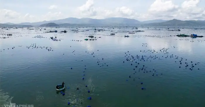 Tôm hùm chết hàng loạt do lũ ở vịnh Xuân Đài
