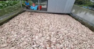 Sau vụ cá chết hàng loạt ở Cần Thơ