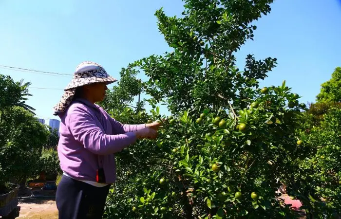 khách sớm đặt cọc quất cảnh tết vì lo khan hàng