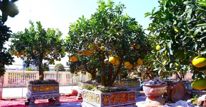 khách sớm đặt cọc quất cảnh tết vì lo khan hàng