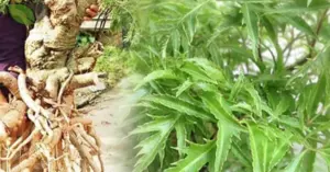 Cây đinh lăng – “nhân sâm xanh” rẻ tiền giúp phòng bệnh hiệu quả