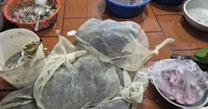 Ninh thu giữ hơn 100 cá thể chim hoang dã