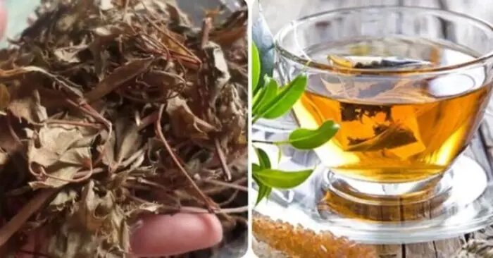 Cây đinh lăng – “nhân sâm xanh” rẻ tiền giúp phòng bệnh hiệu quả