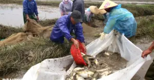 Thuê ruộng lúa nghỉ vụ nuôi cá mang lại tiền trăm triệu