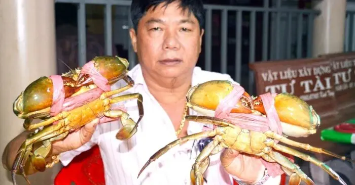 Cà Mau xây dựng vùng nuôi cua biển