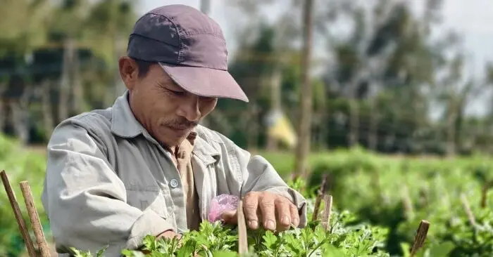Sâu bệnh tấn công làng hoa cúc: Nông dân lo mất Tết