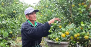 Quất Hội An lo vụ Tết sau bão lũ