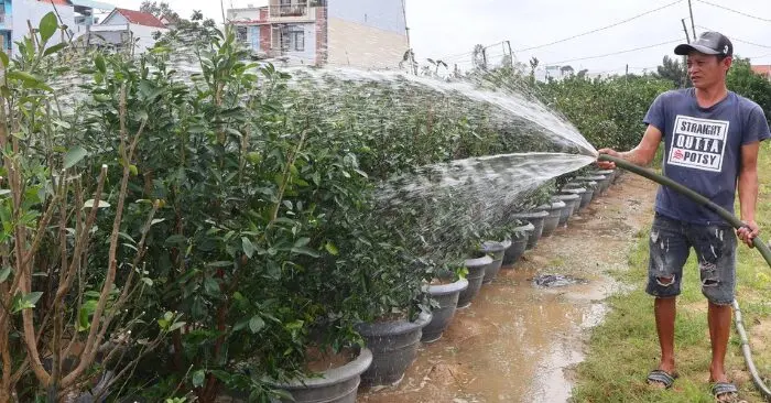 Quất Hội An lo vụ Tết sau bão lũ