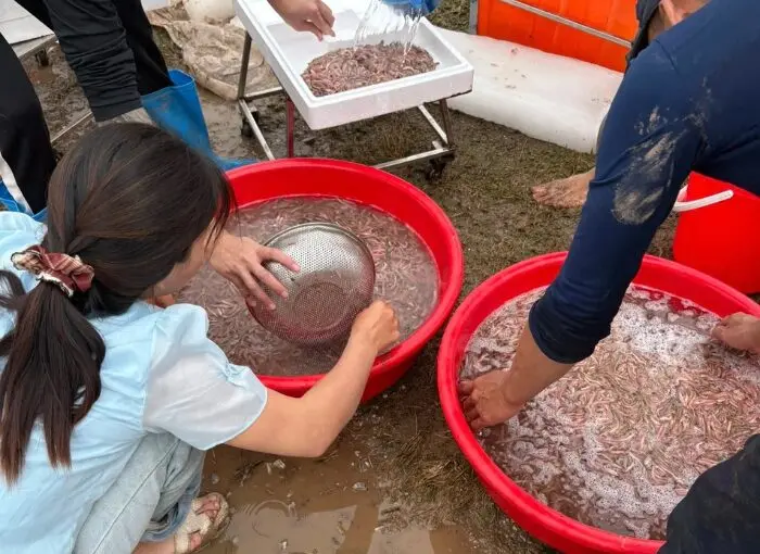 Rươi Hải Phòng: Đặc sản mùa cuối năm hút khách