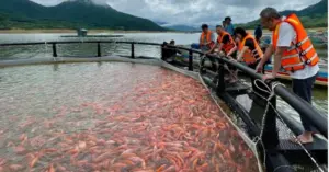 Cá diêu hồng hồ Định Bình lần đầu xuất sang Nhật