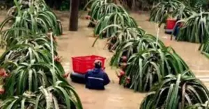 Thu hoạch thanh long giữa lũ