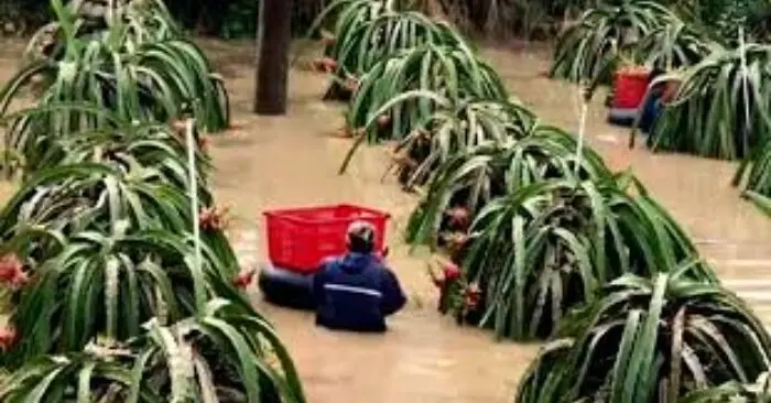 Thu hoạch thanh long giữa lũ