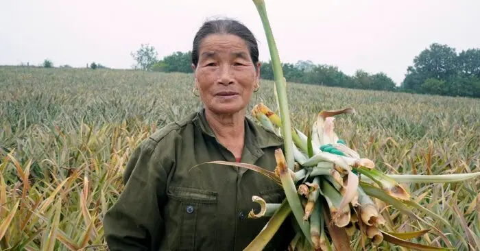dứa chết hàng loạt ở Thanh Hóa