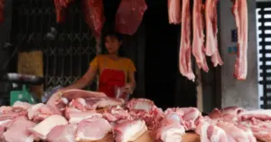 Giá heo hơi tăng lên 70.000 đồng một kg