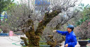 Dự báo thời tiết ngày 24/1: Miền Bắc tăng nhiệt, rét đậm vẫn kéo dài