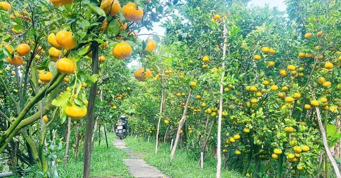 Quýt hồng Lai Vung miền Tây vào mùa đẹp nhất