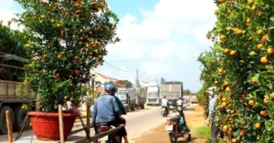 Chợ sỉ quất Hội An sôi động khi thương lái gom hàng sớm