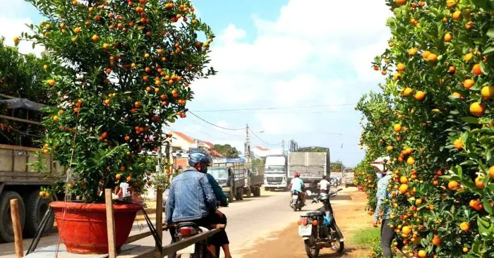 Chợ sỉ quất Hội An sôi động khi thương lái gom hàng sớm