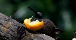 Virus Nipah: Tránh ăn trái cây bị động vật hoang dã gặm nhấm