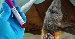 Virus Nipah Bộ Y tế yêu cầu siết chặt phòng dịch