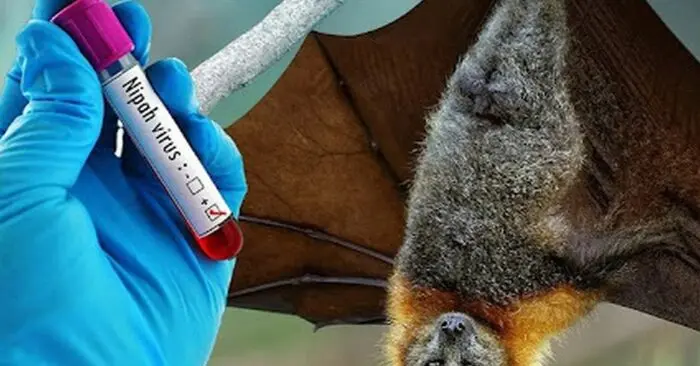 Virus Nipah Bộ Y tế yêu cầu siết chặt phòng dịch