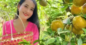 Quýt hồng Lai Vung miền Tây vào mùa đẹp nhất