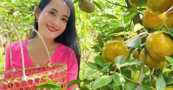 Quýt hồng Lai Vung miền Tây vào mùa đẹp nhất