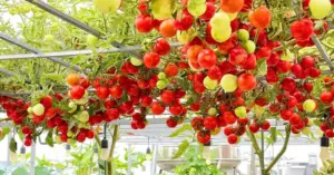 Vườn cà chua sân thượng thành góc chụp ảnh Tết lạ giữa phố