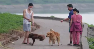 Thả rông chó mèo nơi công cộng có thể bị phạt