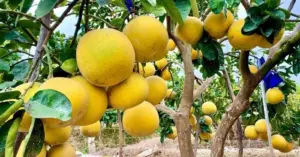 Quả Việt lọt top trái cây tốt nhất thế giới: Bưởi gây chú ý
