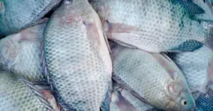 Nuốt mật cá sống để cải thiện sinh lý?