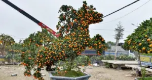 Quýt hình ngựa cháy hàng trước Tết Bính Ngọ