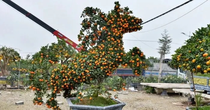 Quýt hình ngựa cháy hàng trước Tết Bính Ngọ