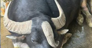 Chú trâu 1 tấn có 3 sừng