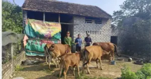 Đàn bò đi lạc sau 6 ngày