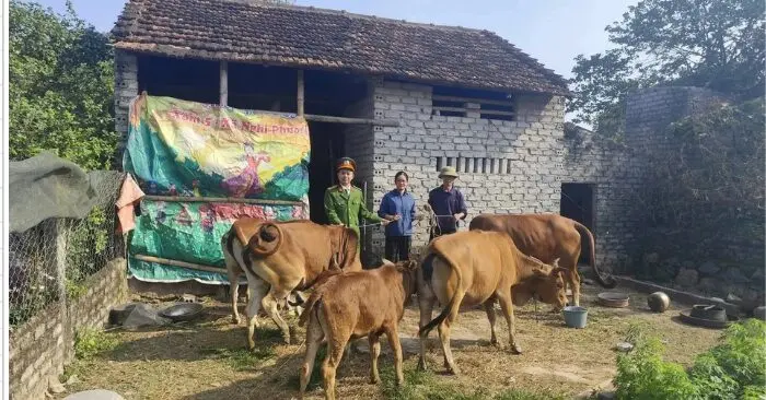 Đàn bò đi lạc sau 6 ngày
