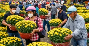 Giải cứu cúc mâm xôi