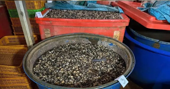 Ngâm ốc bằng hóa chất “thủy tinh lỏng”