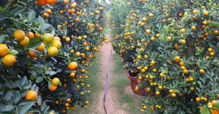 Thủ phủ quất cảnh Hội An vào vụ làm ăn lớn nhất năm