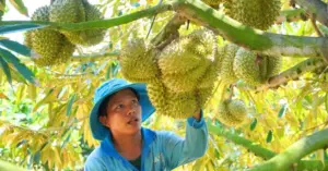 Xuất khẩu nông sản Việt Nam bài toán sức bền sau kỷ lục