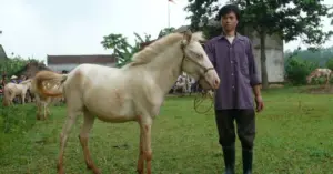 Ngựa bạch xóm Phẩm đổi đời vùng trung du