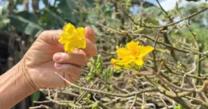 Cây mai 70 năm tuổi gây sốt giới chơi cây cảnh
