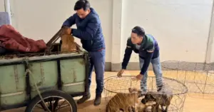 Trộm chó Gia Lai