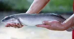 Nuôi cá lóc lãi 3 tỷ mỗi năm