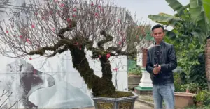 Bán đào Tết qua livestream