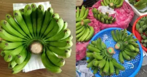 Kiêng ghép hai nải chuối