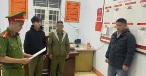 Lúa giống ST giả