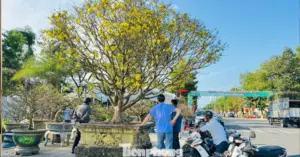 Mai vàng “ngũ phúc” tiền tỷ_1