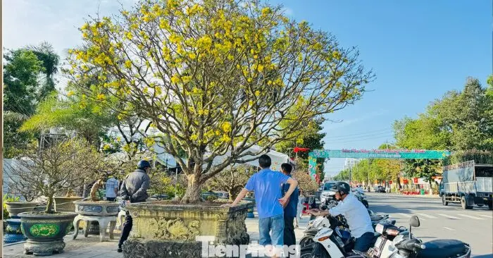 Mai vàng “ngũ phúc” tiền tỷ_1