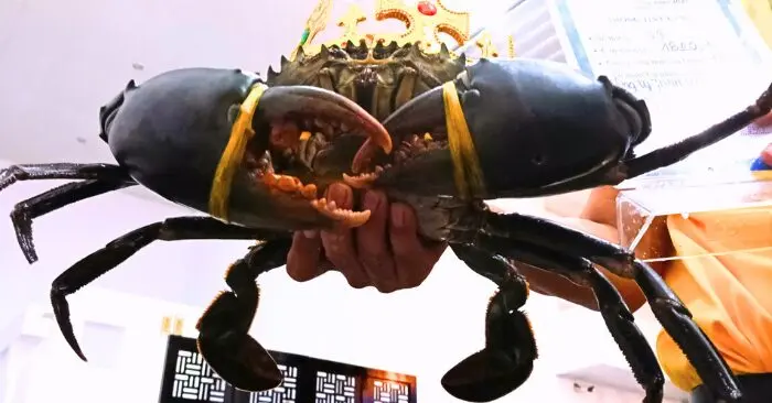 Cua Cà Mau lớn nhất